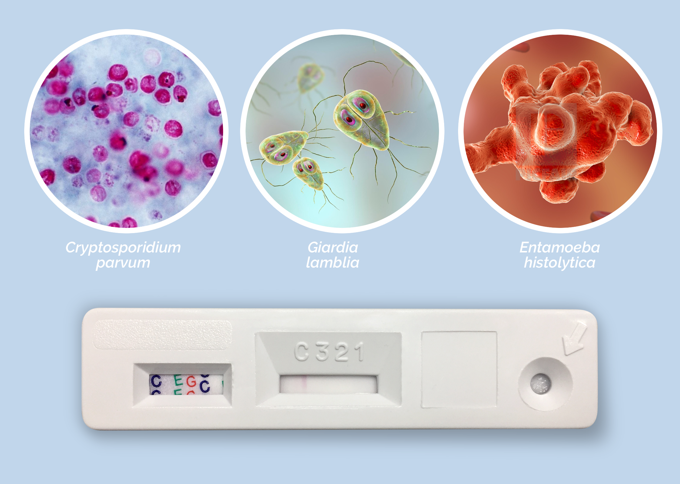 cryptosporidium és giardia vízben